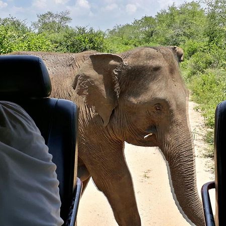 Big Game Udawalawe - By Eco Team Hotell Exteriör bild