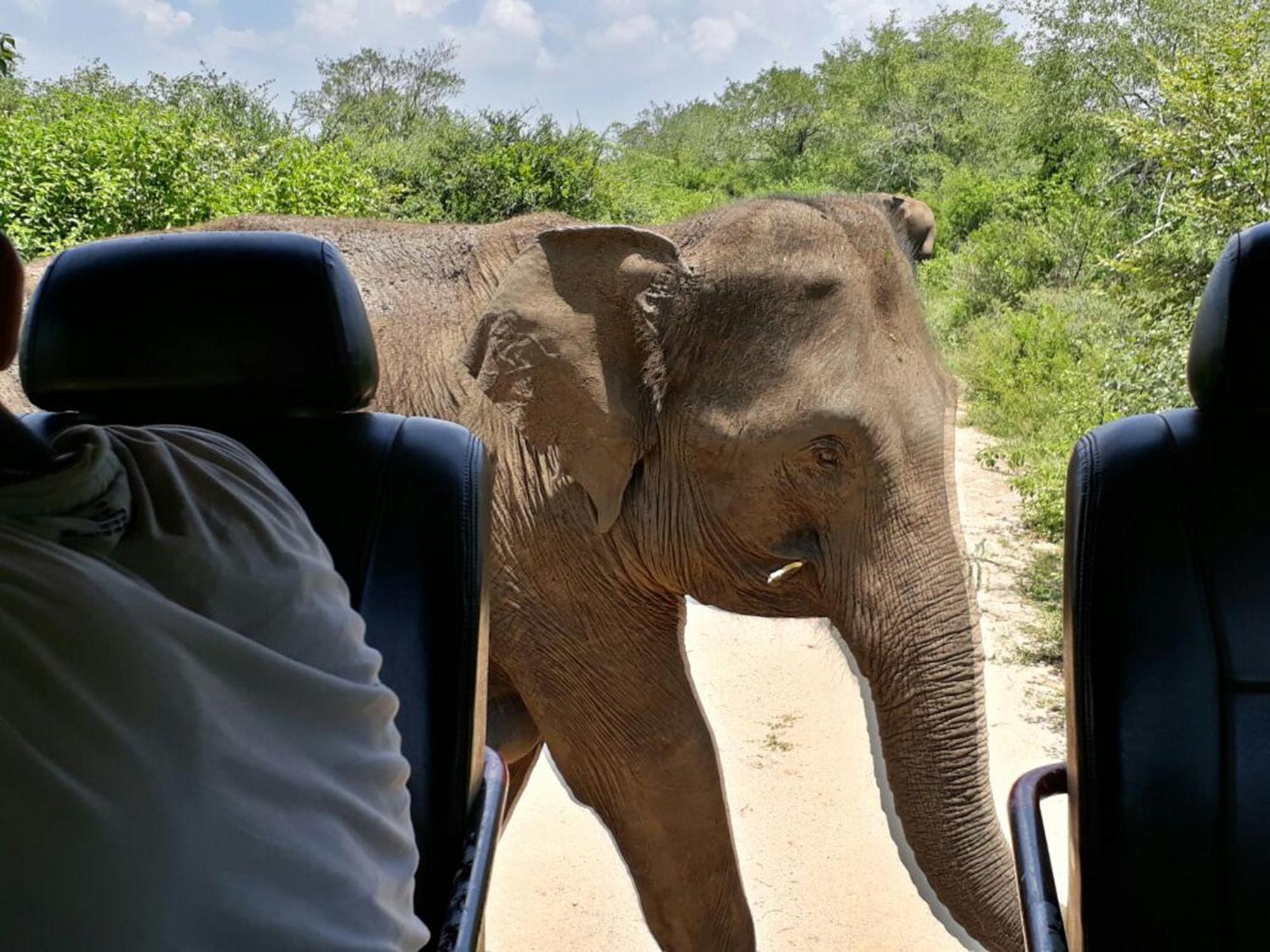 Big Game Udawalawe - By Eco Team Hotell Exteriör bild