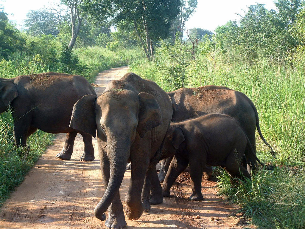 Big Game Udawalawe - By Eco Team Hotell Exteriör bild