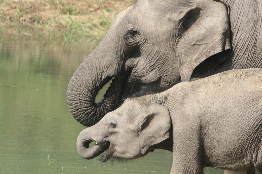 Big Game Udawalawe - By Eco Team Hotell Exteriör bild