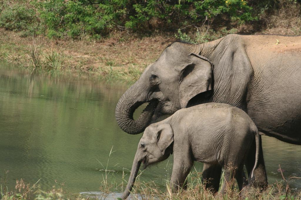 Big Game Udawalawe - By Eco Team Hotell Exteriör bild