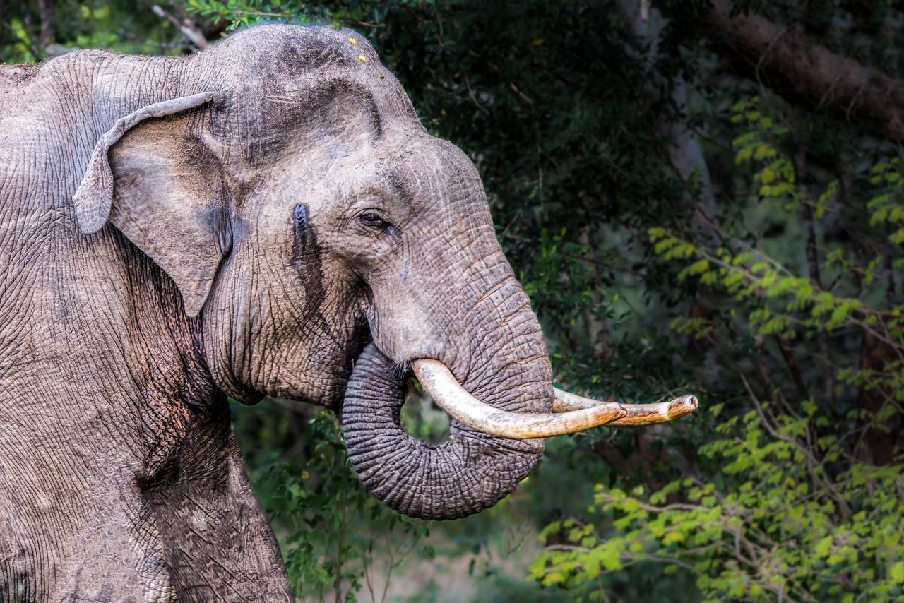 Big Game Udawalawe - By Eco Team Hotell Exteriör bild