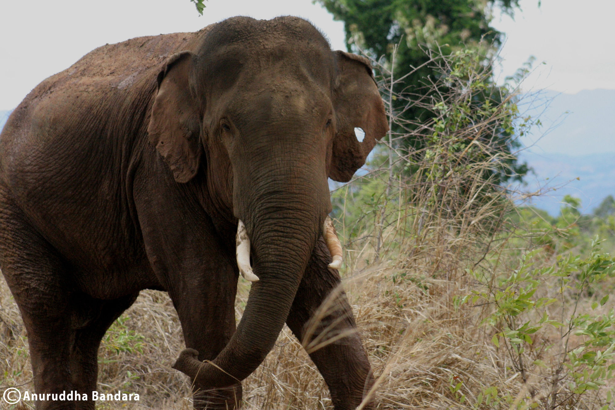 Big Game Udawalawe - By Eco Team Hotell Exteriör bild